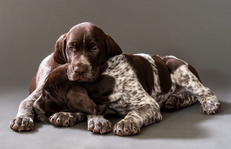 Shomberg GSP Litter 2020-07-30