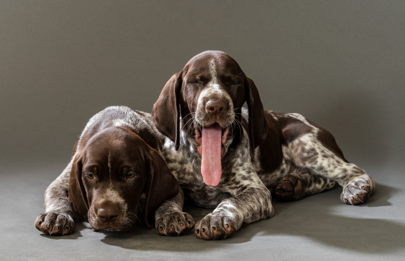 Shomberg GSP Litter 2020-07-30