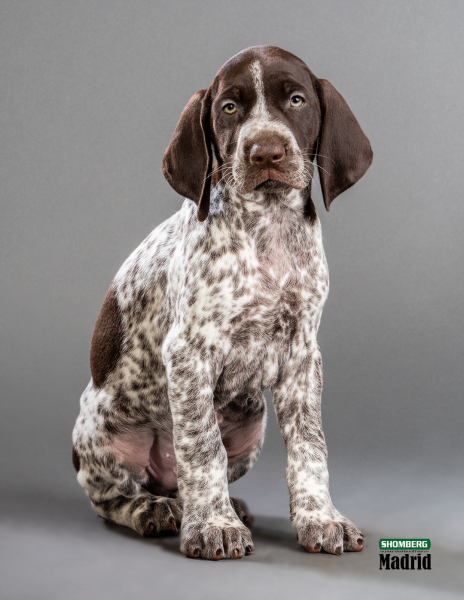 Shomberg GSP Litter 2020-07-30